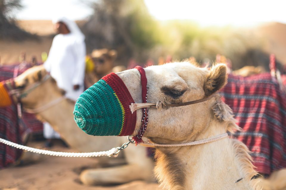 Desert Safari from Abu Dhabi