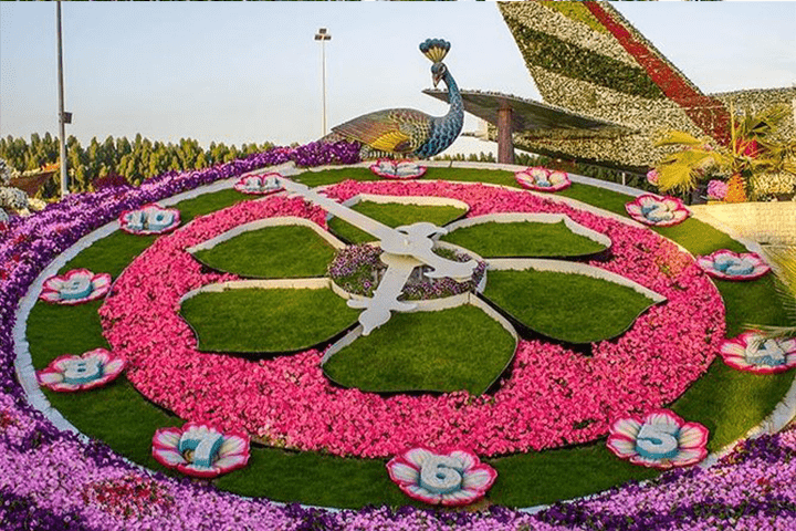 Dubai Miracle Garden City Tour
