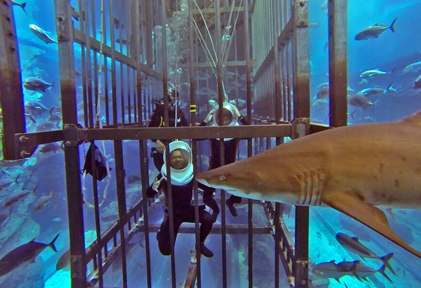 Shark Diving Dubai