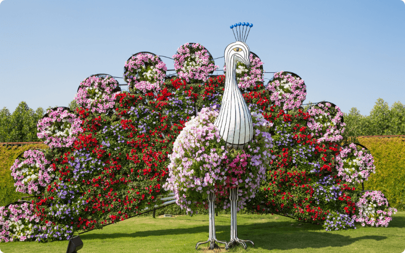 Miracle Garden Dubai